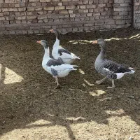 غاز|حیوانات مزرعه|ابهر, |دیوار