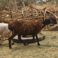 کاور چینی اوست فروشی