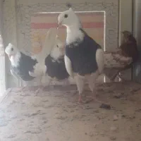 جوجه طوقی و سینه ای