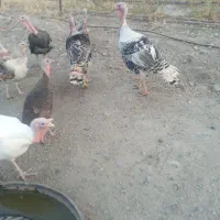 ۵عدد بوقامون نر و ۱۱ تا ماده