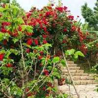 ییلاقی استخر جاغرق