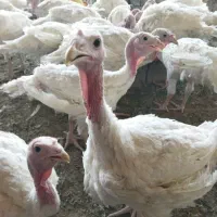 فروش بوقلمون