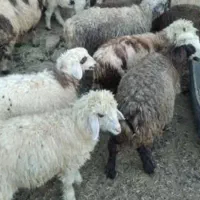 گوسفند گم شده