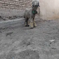بره میش قوچ