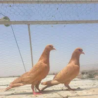 جفت  زرد
