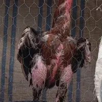 خروس لاری