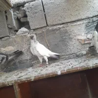 کفتر