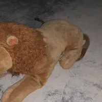 عروسک
