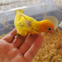 جوجه کوتوله فیشر طلایی. نزدیک دونخوری