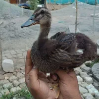 اردک پکنی ۵۰ روزه