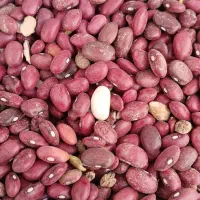 لوبیا قرمز .لوبیا سفید