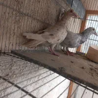 کبوتر سرور