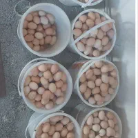 تخم مرغ محلی روزانه ۵هزارعدد الله برکت