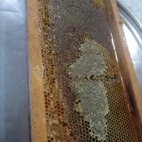 عسل طبیعی و خانگی ۱۰۰ درصد
