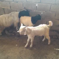 بزو بیگ معاوضه با پیکان بار