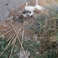 غاز نر