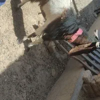 بز اخته نر
