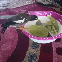 مینادست اموز