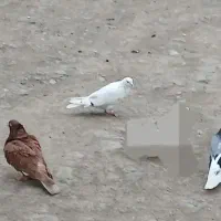 کبوتر