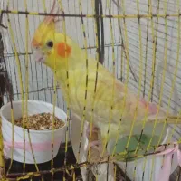 عروس هلندی