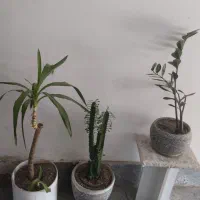 گل و گیاه طبیعی