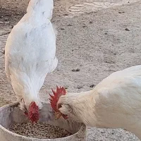 ۵عدد جوجه گلین چهار ماهه