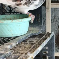 دوعدد نرو ماده هما