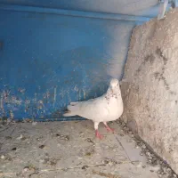 نر ماده پرشی