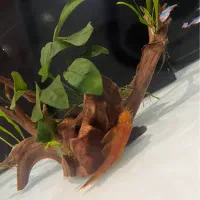 جفت کت پوزه بوته ای سوپر رد ماربل کار داده