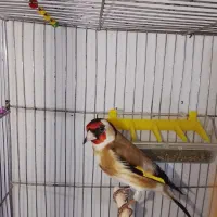 چند تا سهر نر جوجه قفس هست تا یک  سال قفس بخوان
