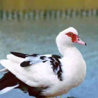مرغ و اردک
