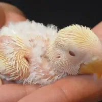 جوجه کوتوله برزیلی چشم شرابی
