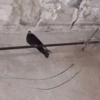 کفتر زاغ معامله با جفت مرغ عشق