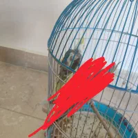 عروس هلندی گمشده