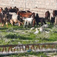 بز کهره دار