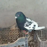 کفتر|پرنده|اردبیل, |دیوار