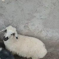 بره سبک محلی
