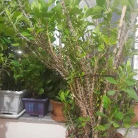گل و گیاه|گل و گیاه طبیعی|ارشق, |دیوار