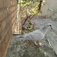ماده پاکستانی     ماده کار