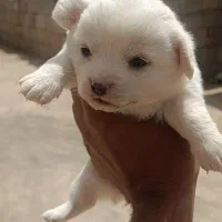 سگ پاپی|سگ|تیران, |دیوار