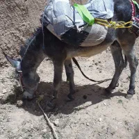 یک الاغ نریان
