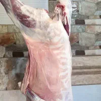 گوسفند کامل. و گوشت کیلویی باضمانت کیفیت