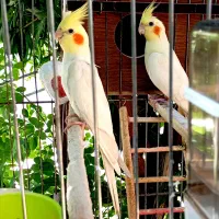 عروس هلندی