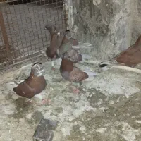 سرخ قدیمی