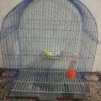 مرغ عشق با جوجه