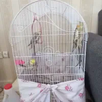 یک جفت عروس هلندی تخم گذار به همراه جوجه