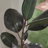 فیکوس بلک شش طبقه