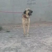 سگ پژدر