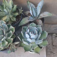 فروش کاکتوس خانگی به علت کمبود جا