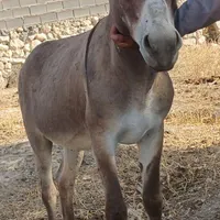 الاغ|حیوانات مزرعه|شیراز, آبیاری|دیوار